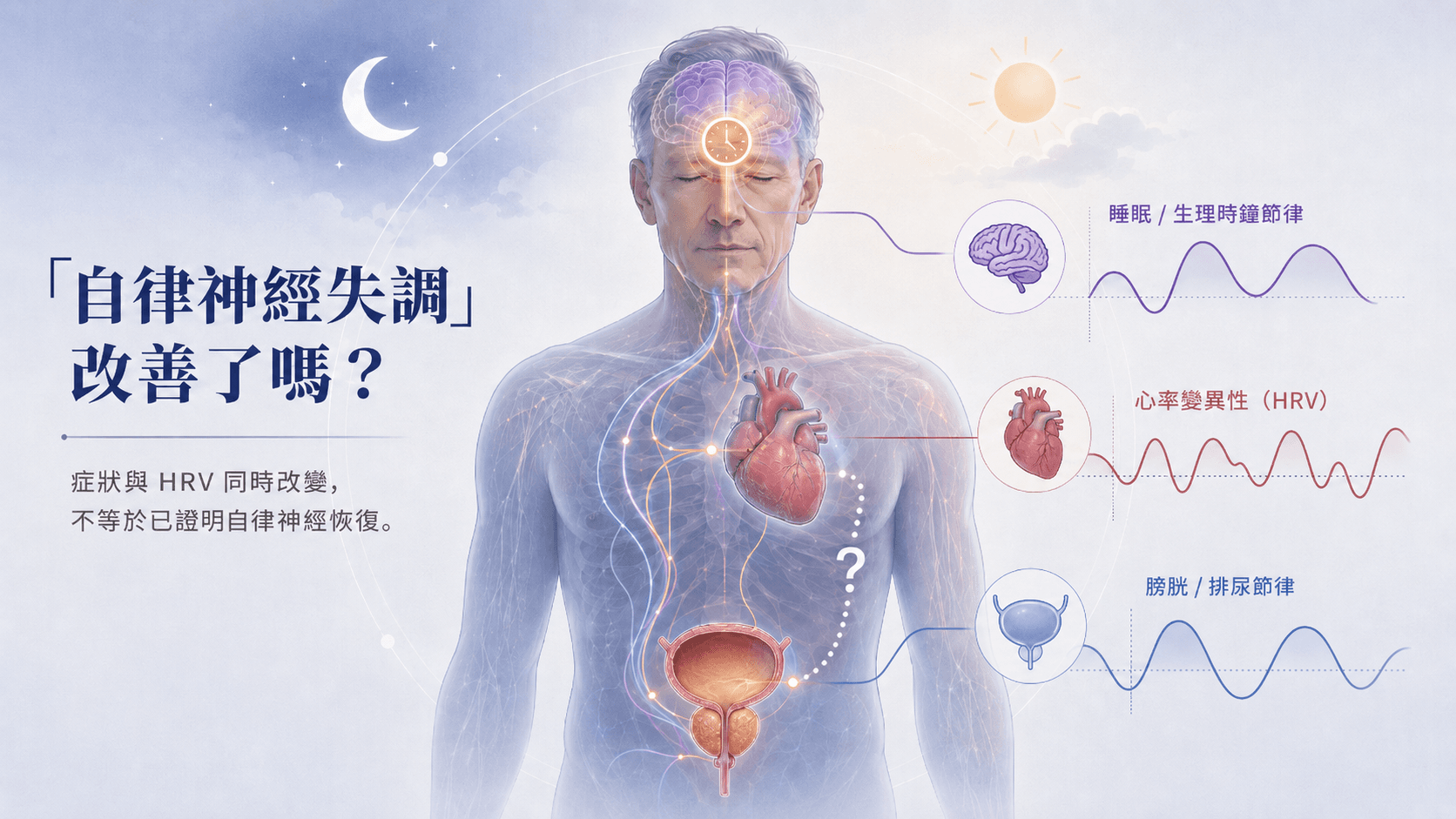 一名中高齡男性的腦部生理時鐘、心臟與膀胱攝護腺由調節網路連接,右側分別呈現睡眠節律、心率變異與排尿節律,問號表示關係仍未證實因果。