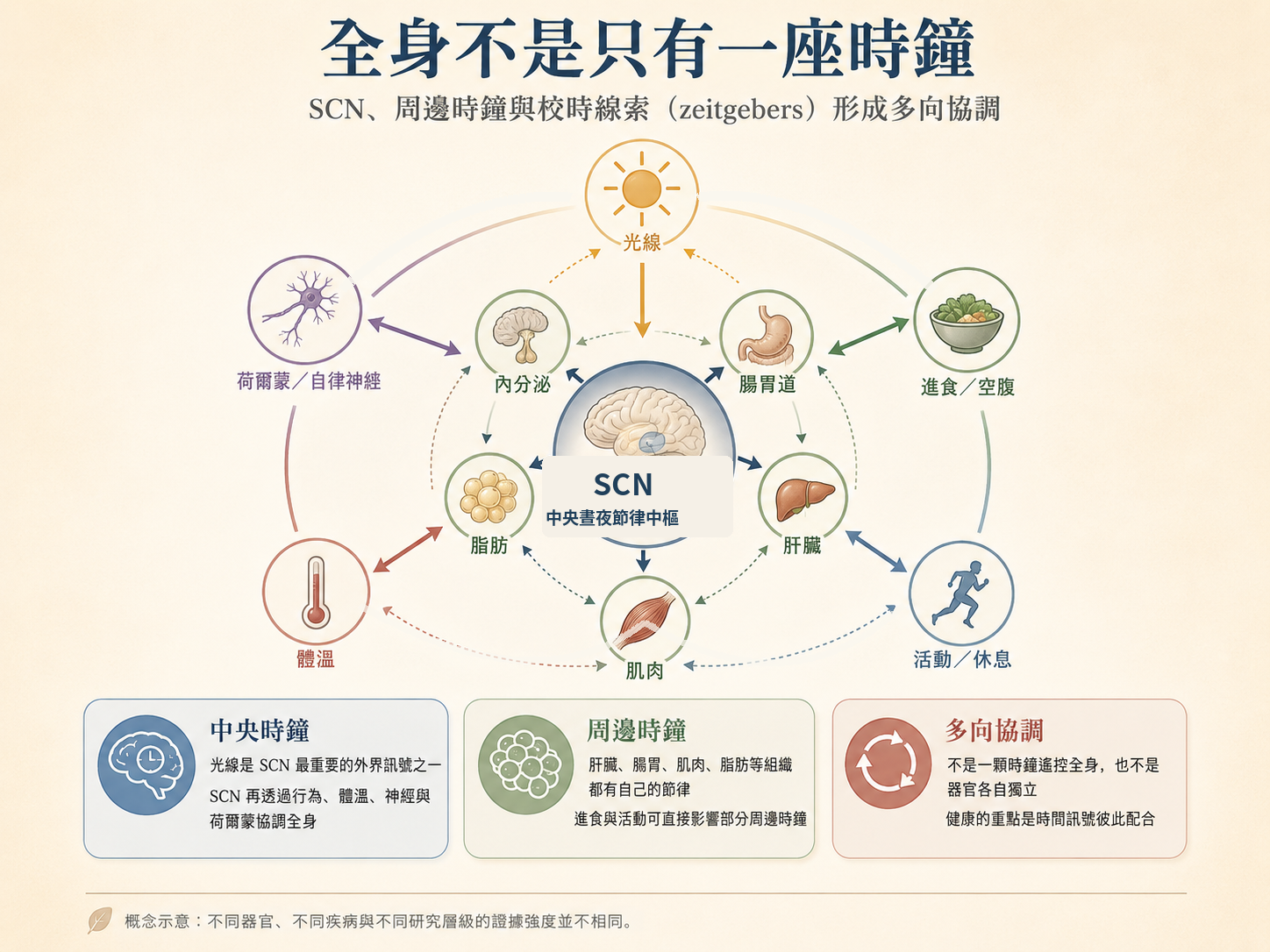 視交叉上核與肝臟、腸胃道、肌肉、脂肪等周邊時鐘接受光線、進食、活動、體溫、荷爾蒙與自律神經等時間訊號,呈現多向協調。